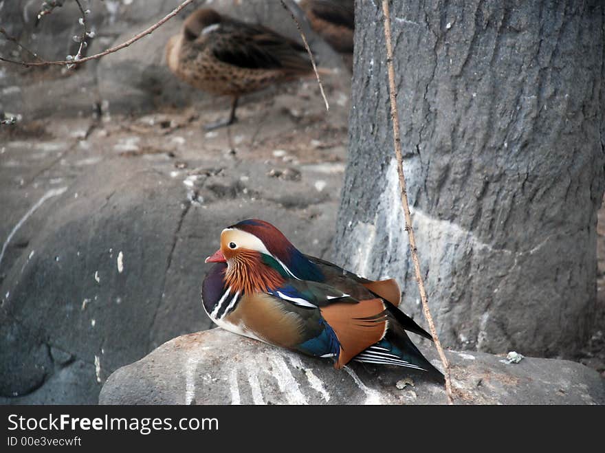 Exotic bird in the zoo. Exotic bird in the zoo