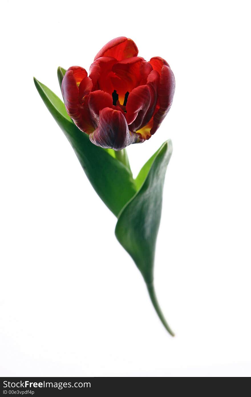 Photo of beautiful red tulip