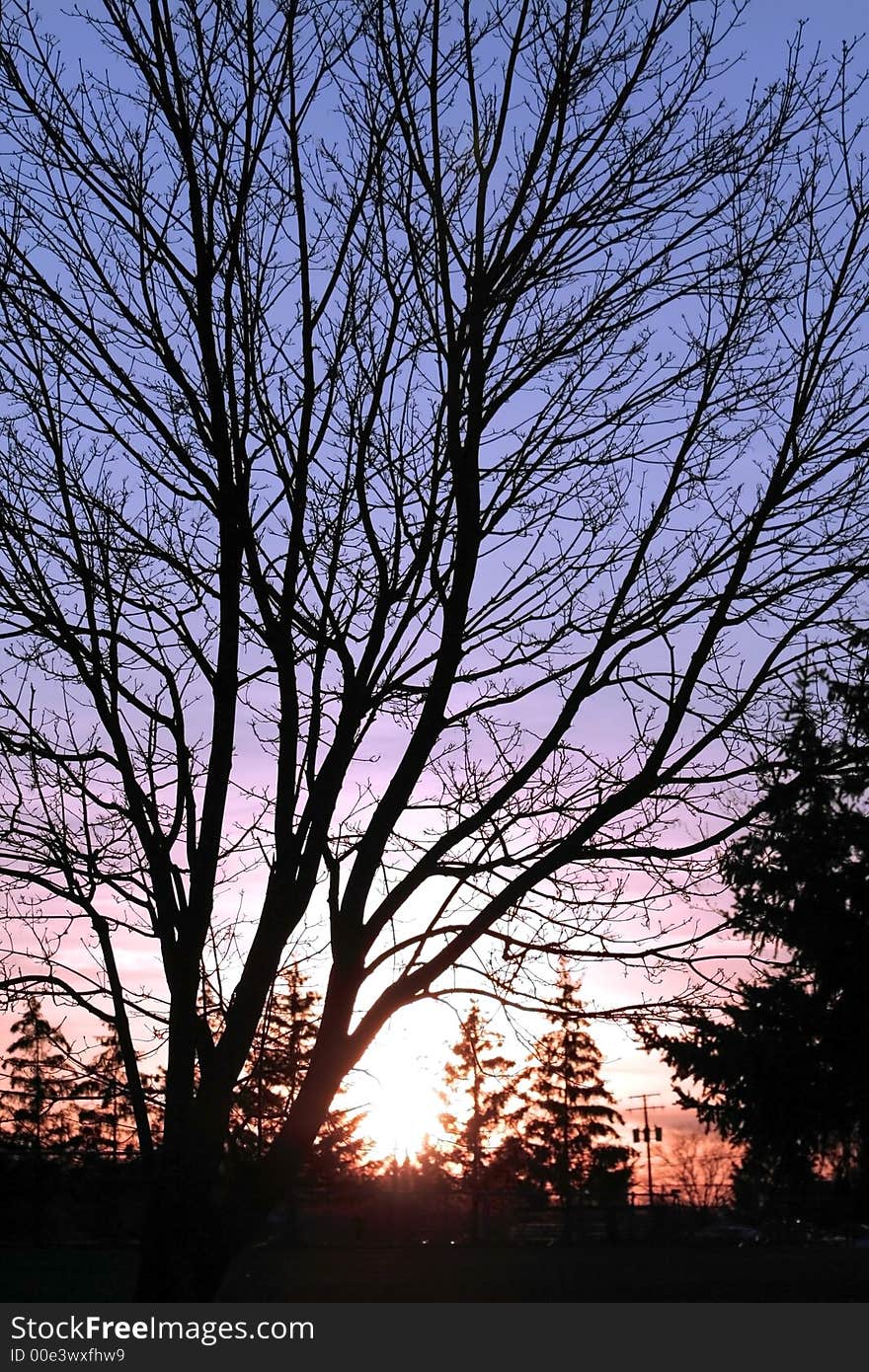 Tree silhouette and sun set. Tree silhouette and sun set