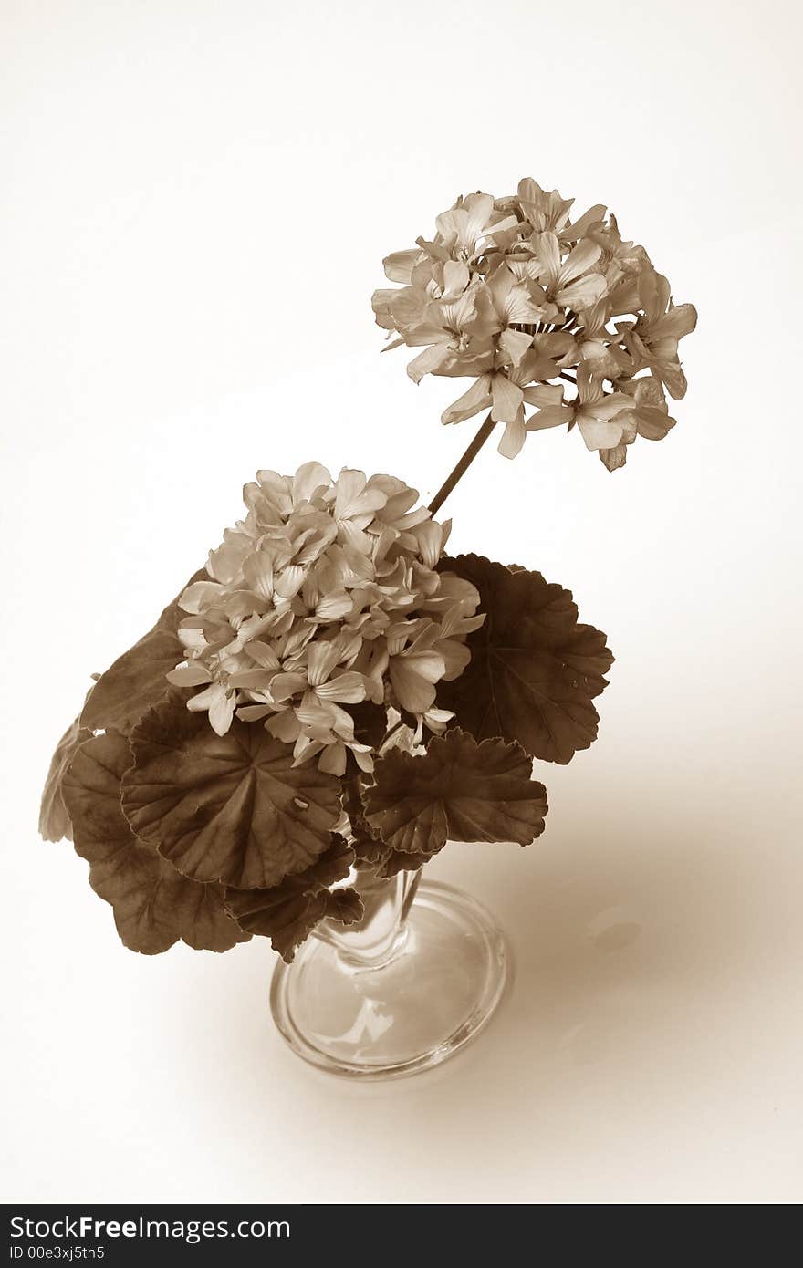 Blossoming geranium in glass vase on white background