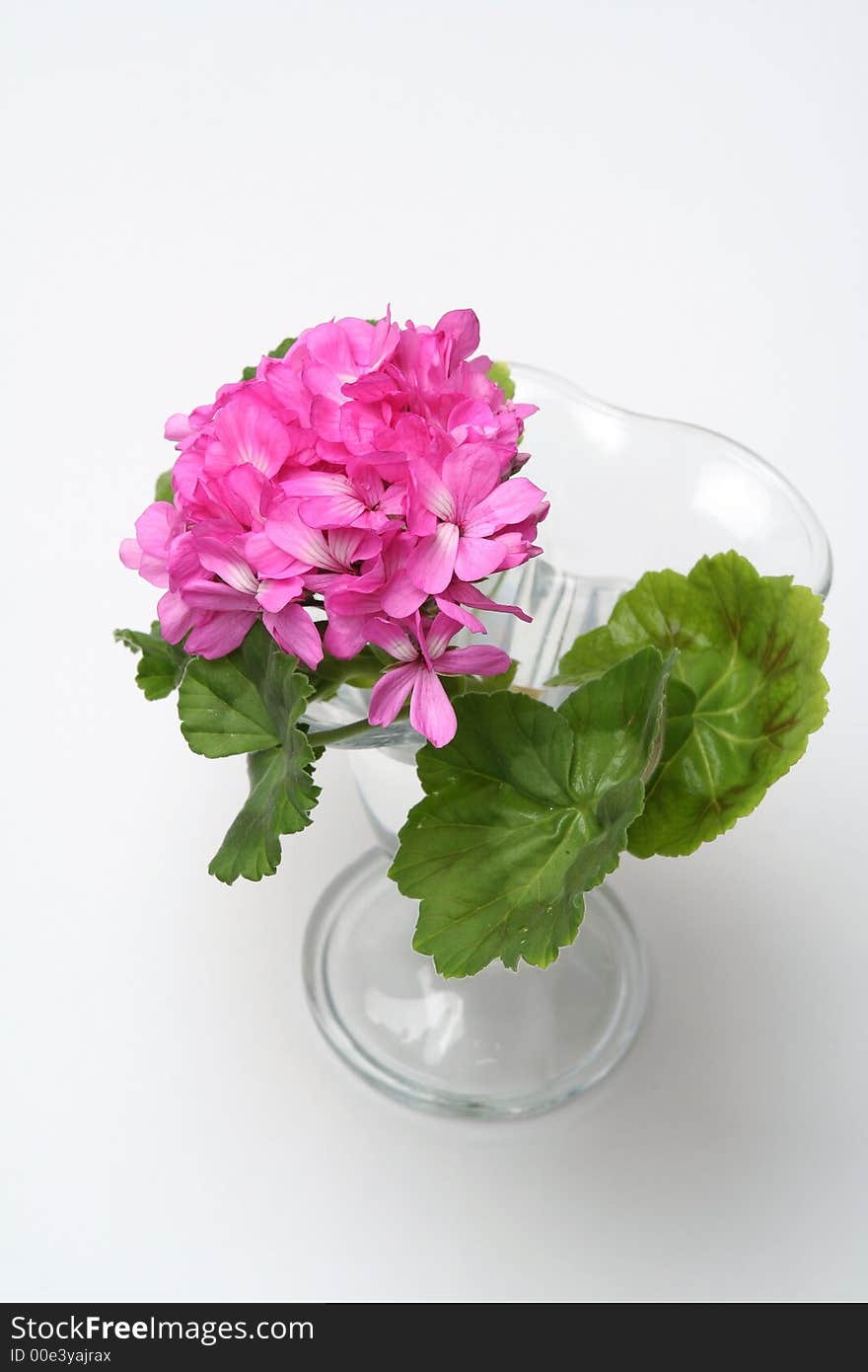 Blossoming geranium in glass vase on white background