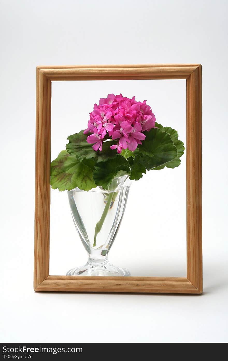 Blossoming geranium in glass vase on white background with wooden framework