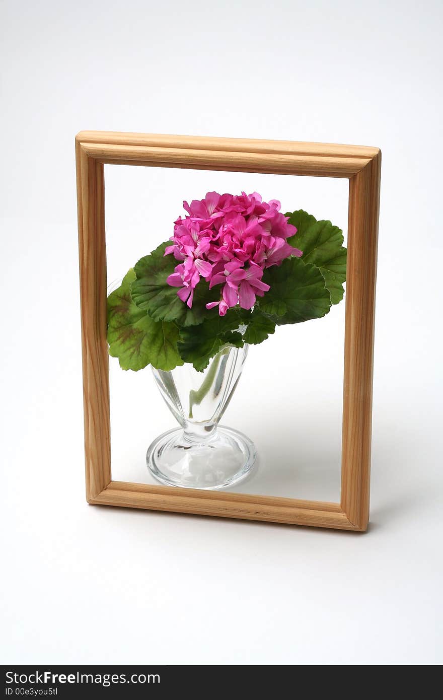 Blossoming geranium in glass vase on white background with wooden framework