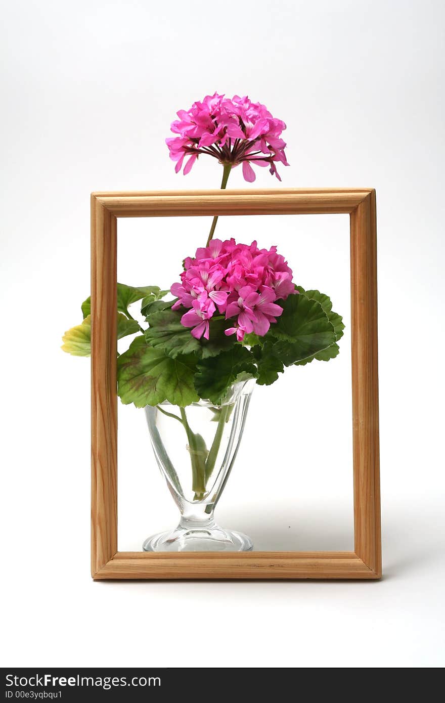 Blossoming geranium in glass vase on white background with wooden framework