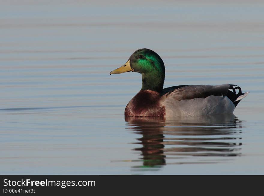 Mallard Drake