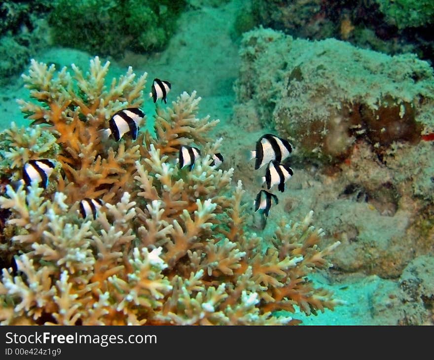 Hard Coral Colony