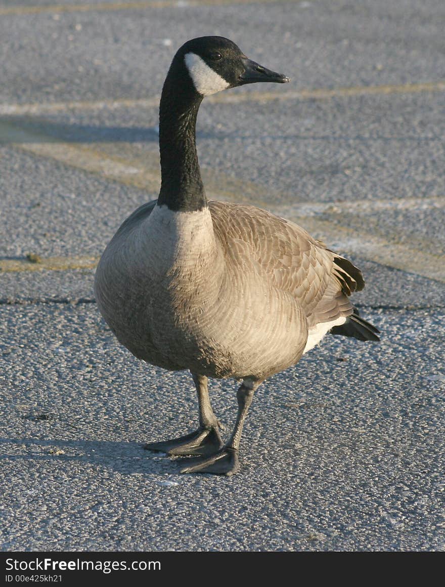 Canada goose