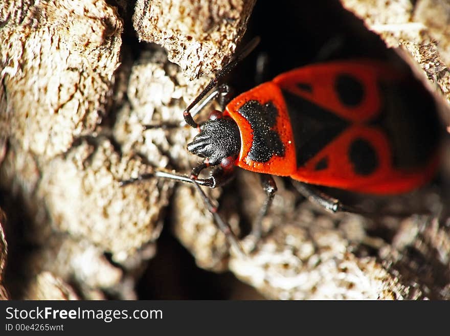 Fire bug on a tree bark