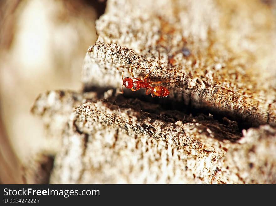 Red ant on a tree bark