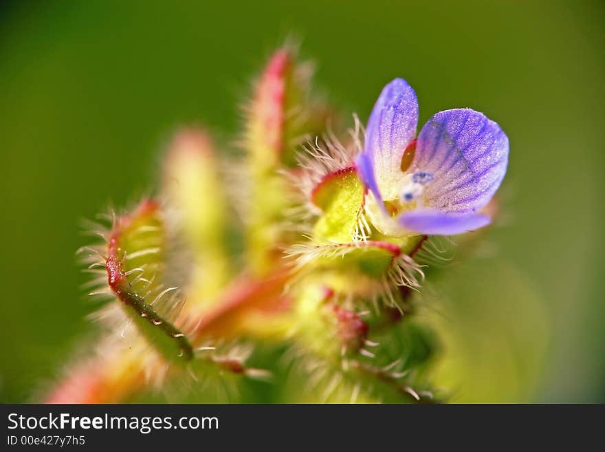 Extreme macro - tiny little blue flower. Extreme macro - tiny little blue flower