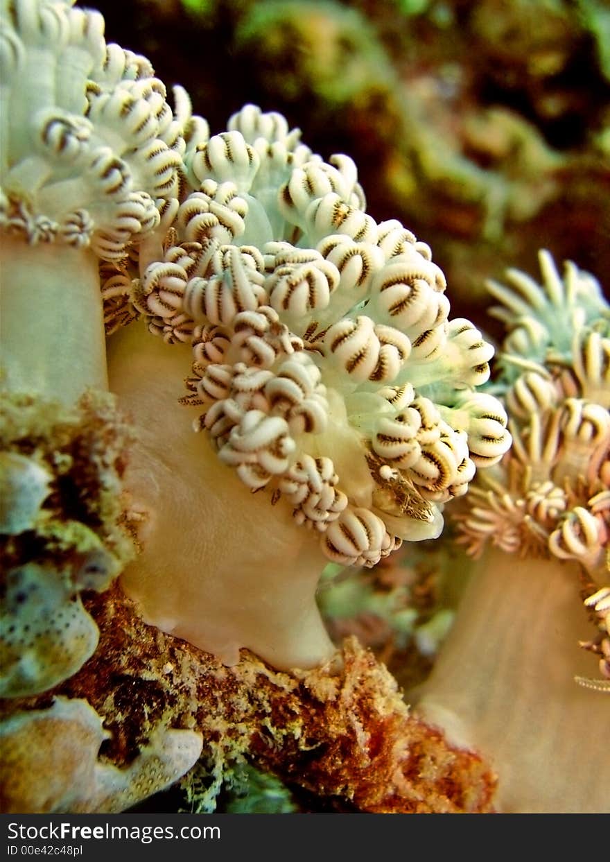 There is a camouflaged crab hiding in between the coral polyps. Can you find it?. There is a camouflaged crab hiding in between the coral polyps. Can you find it?