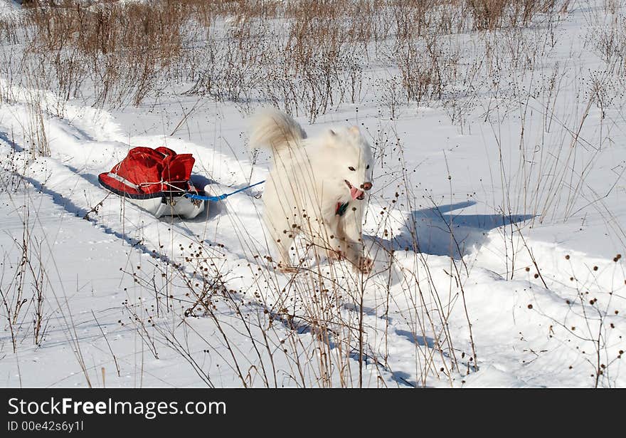 Samoed's dog in winter forest transport pulk. Samoed's dog in winter forest transport pulk