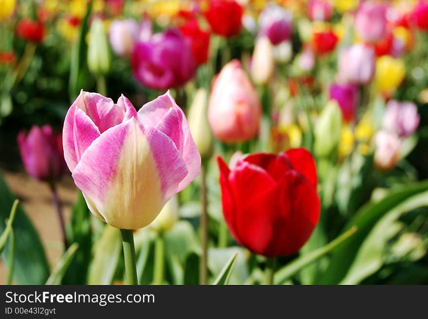 Vibrant tulips in the field on a spring day. Vibrant tulips in the field on a spring day