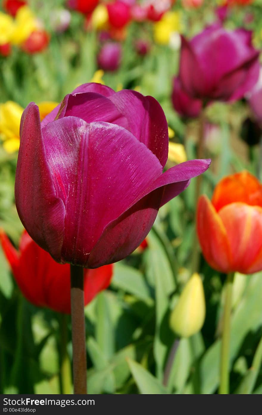 Vibrant tulips in the field on a spring day. Vibrant tulips in the field on a spring day