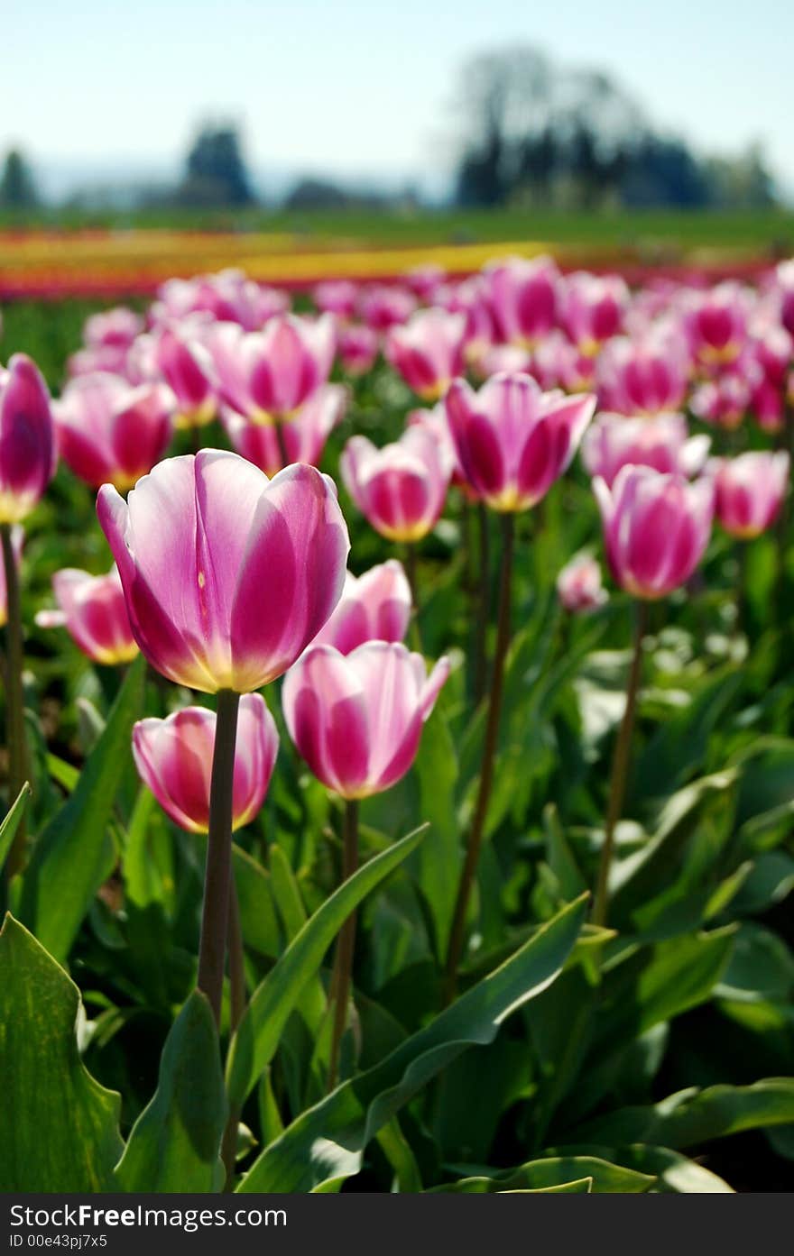 Blooming purple and white tulips in a garden. Blooming purple and white tulips in a garden