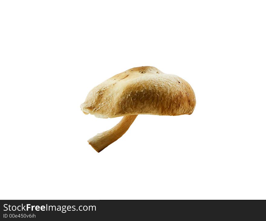 Photo of a shitaki mushroom isolated on white