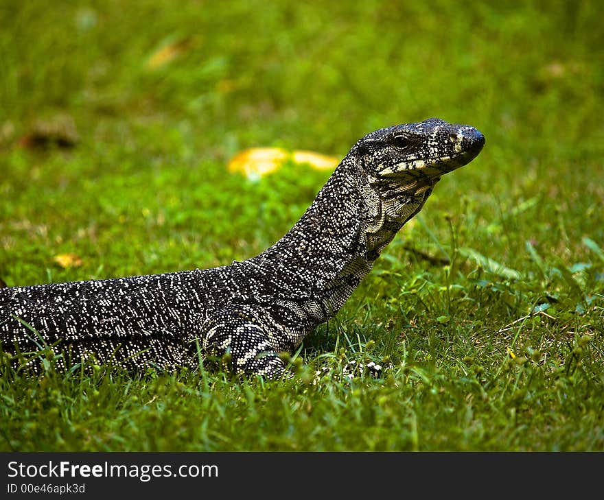 A goanna on the grass with it's head up looking around. A goanna on the grass with it's head up looking around