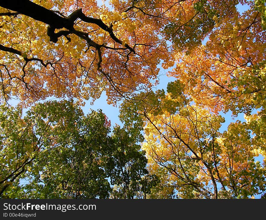 Autumn yellow, green and orange leaf under blue sky. Autumn yellow, green and orange leaf under blue sky