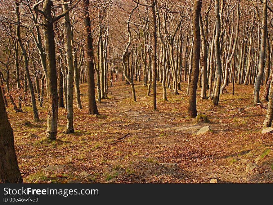 Backgraunds, Downhill forest Wood spring. Backgraunds, Downhill forest Wood spring