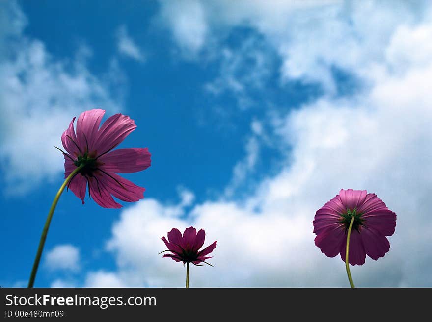 Flowewrs Against The Sky