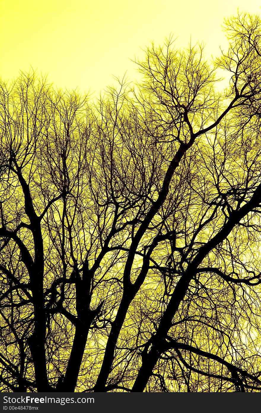 Old Branches, Trees In Autumn