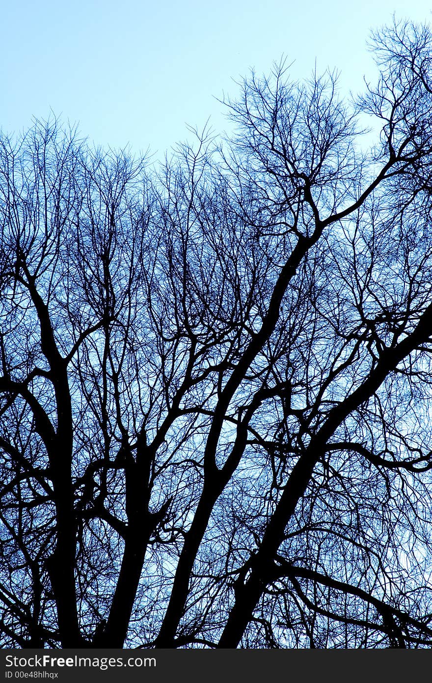 Old branches, trees in autumn