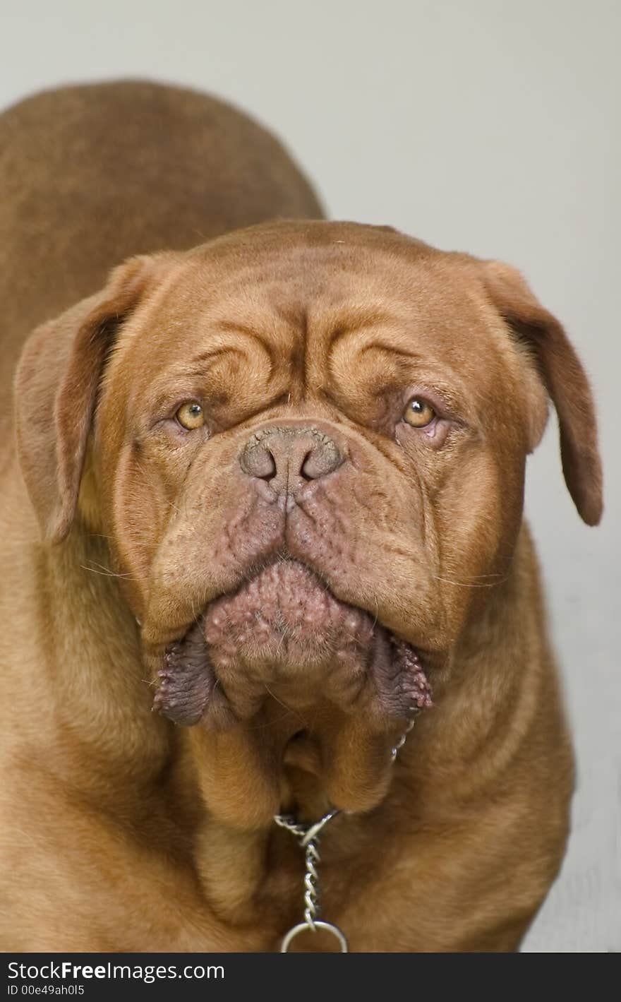 Dogue De Bordeaux Male