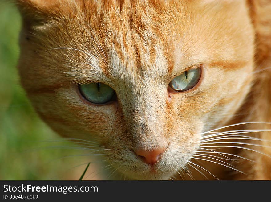 A Close Look at a Cat.