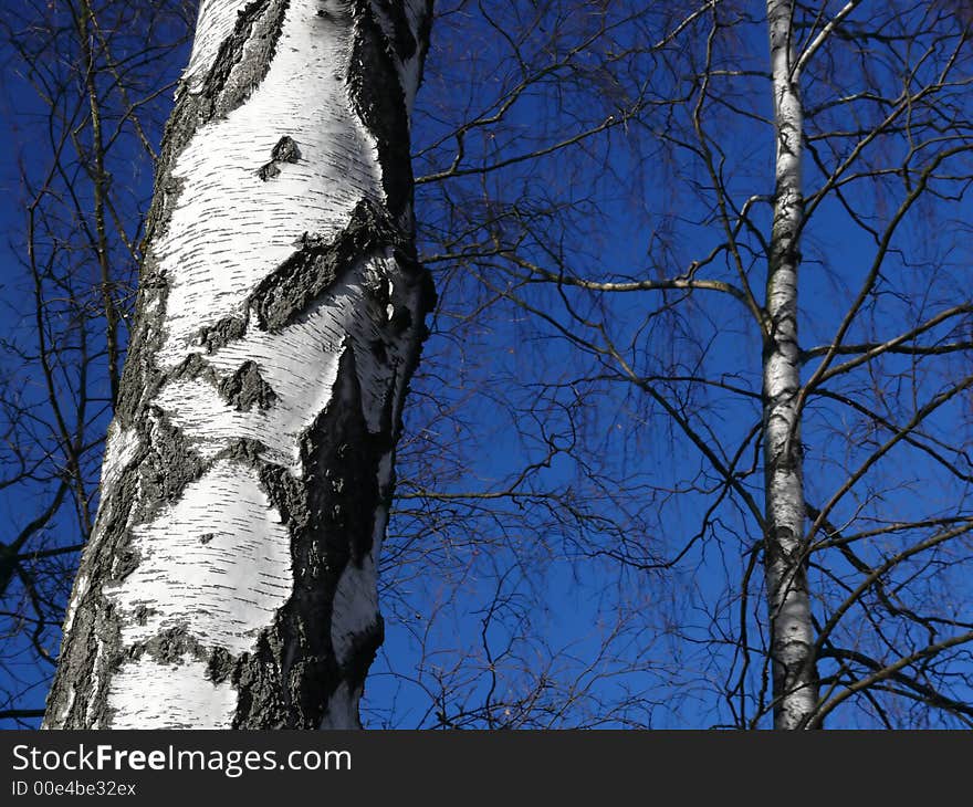 Birch trees on sky blue background