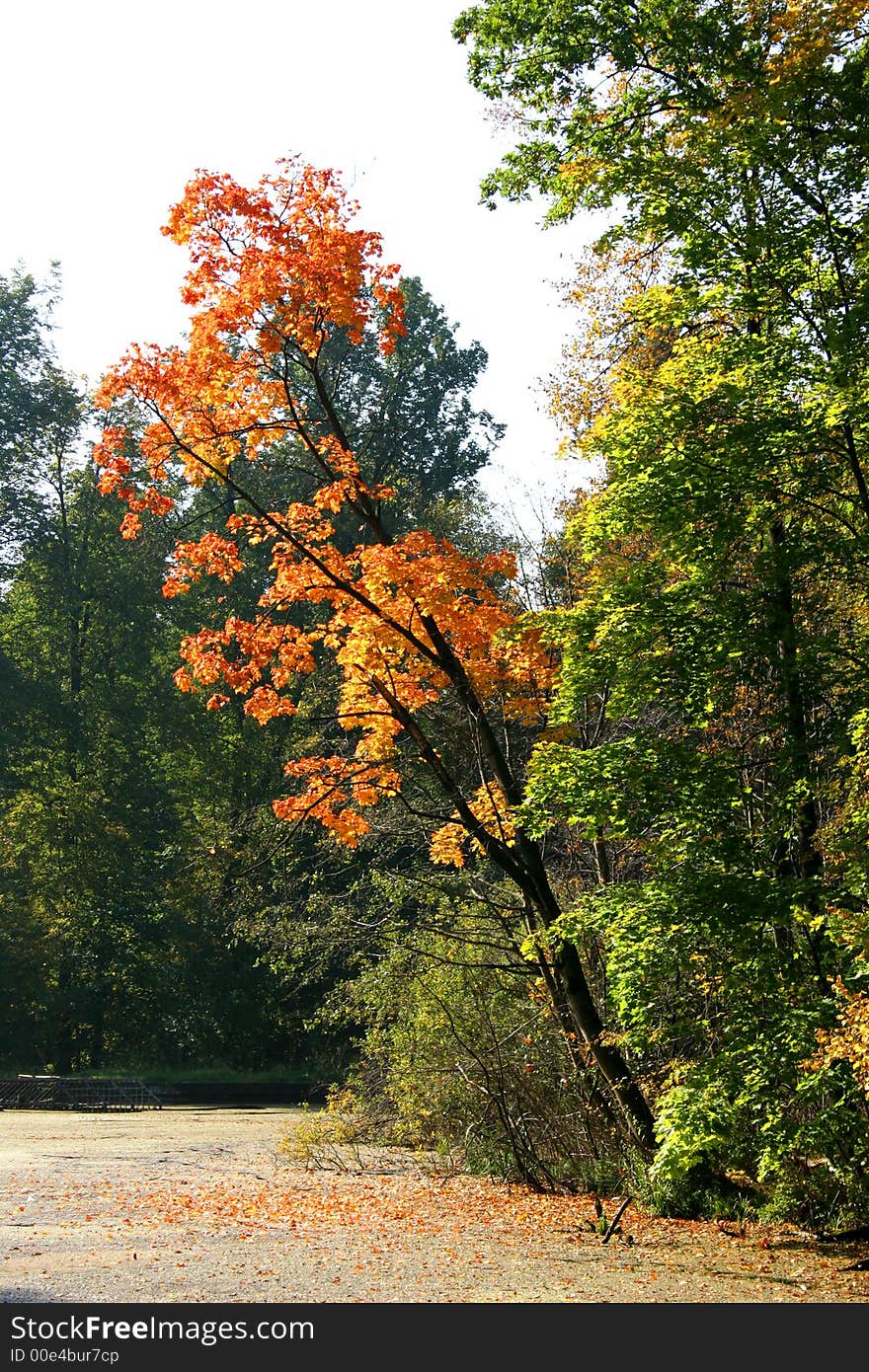 Autumn in our city. Walk in park. Autumn in our city. Walk in park.