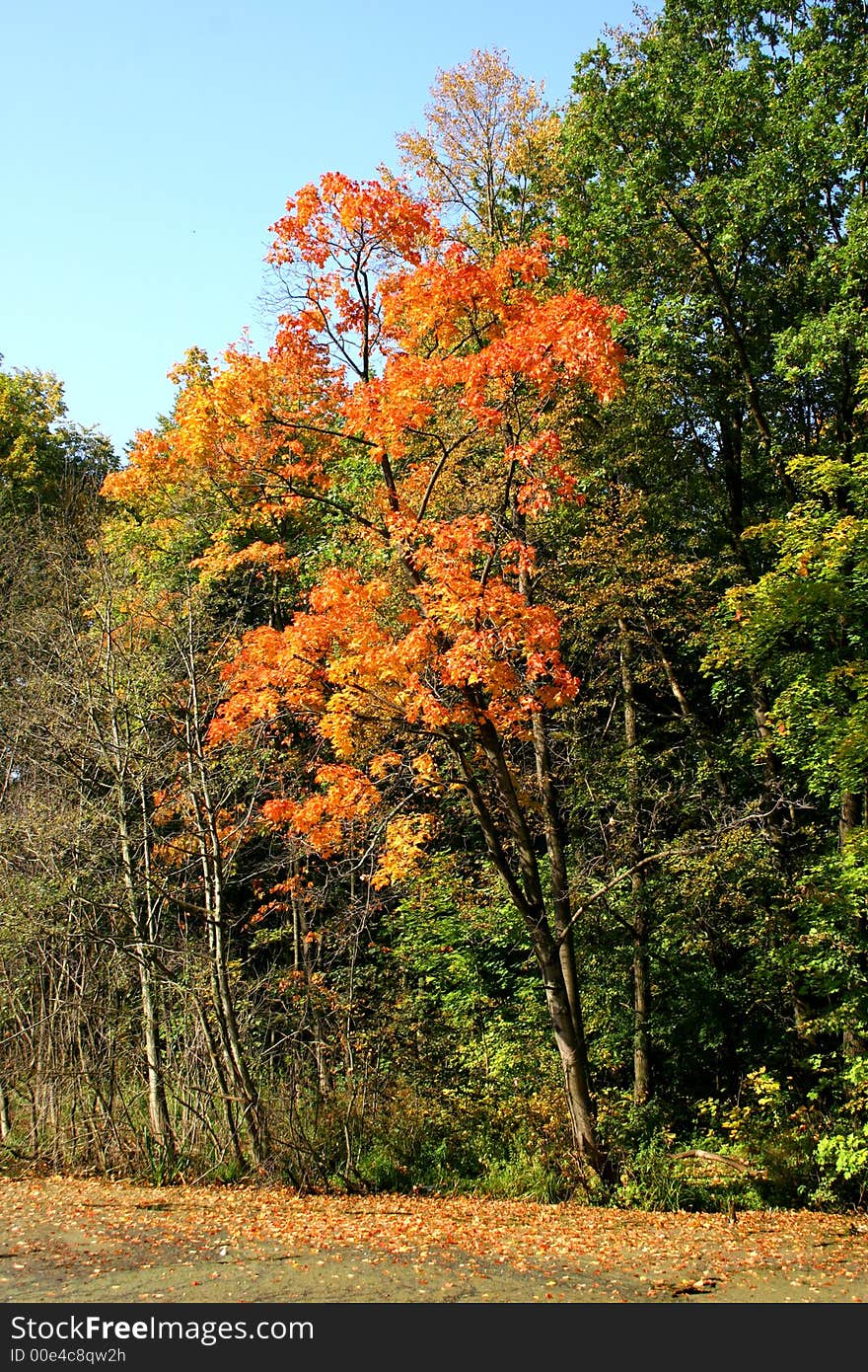 Autumn in our park.