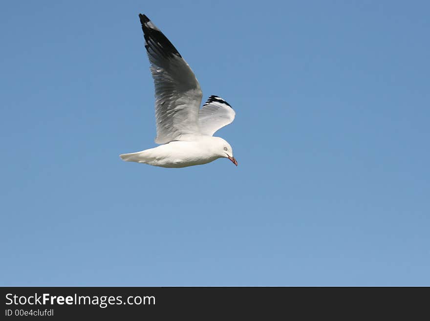 Flying Seagull