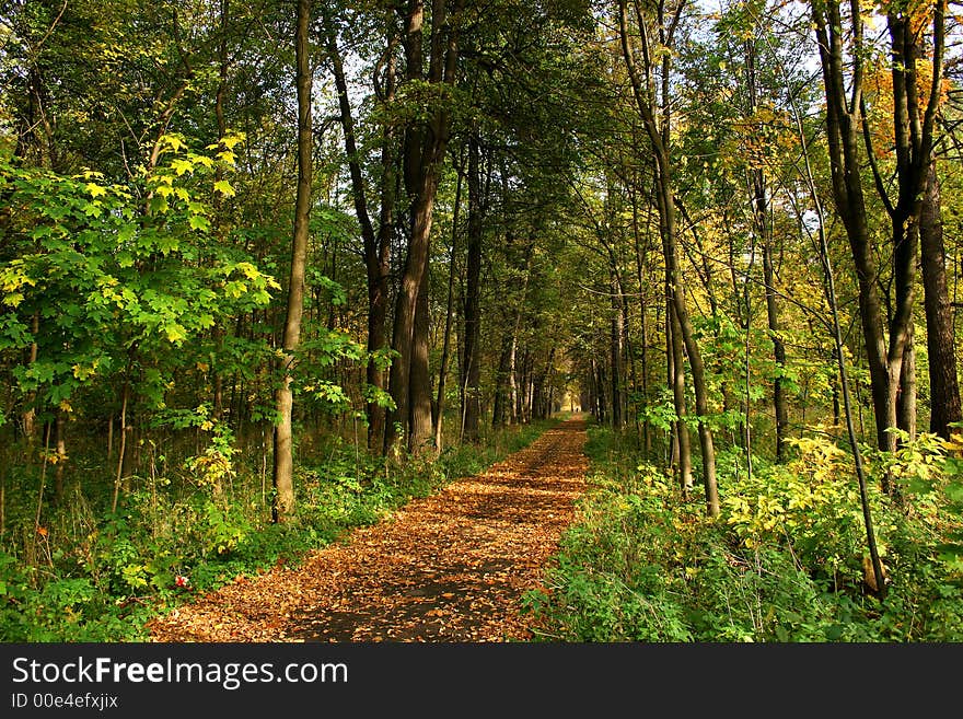 Autumn in our park.