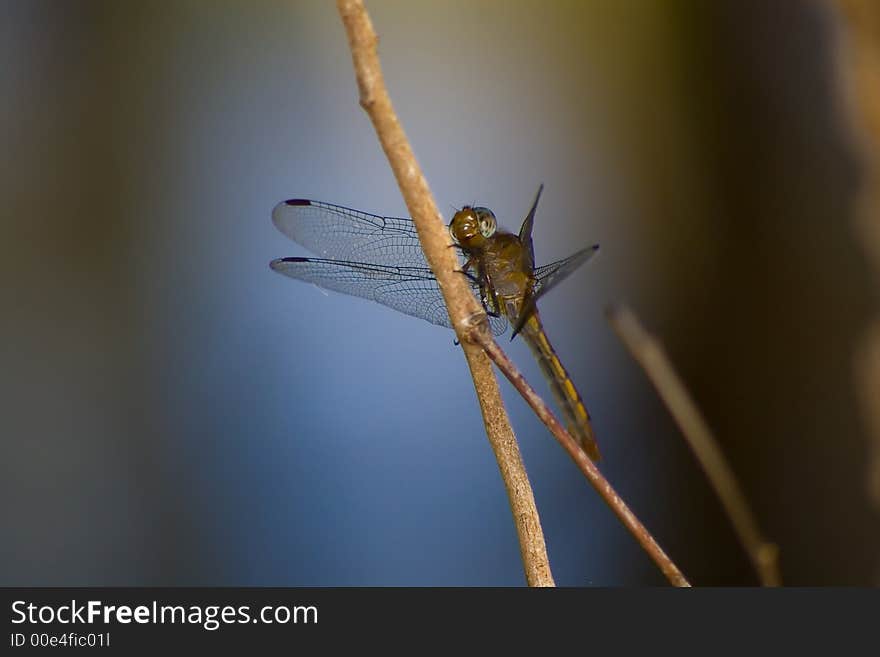 A dragonfly sitting on a branch close up. A dragonfly sitting on a branch close up