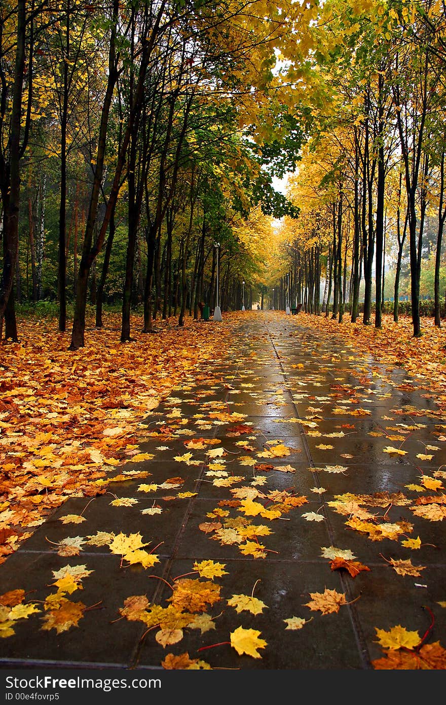 Autumn In Our Park.