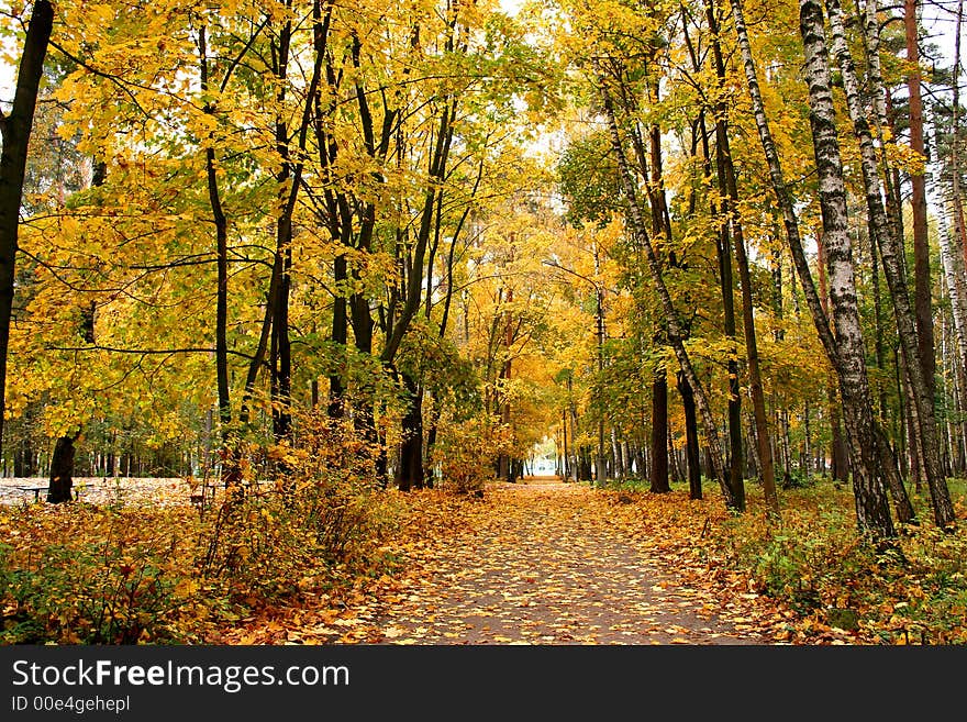 Autumn in our park.