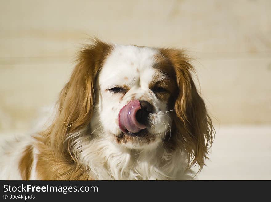 Cavalier sitting in the sun and licking its nose. Cavalier sitting in the sun and licking its nose.