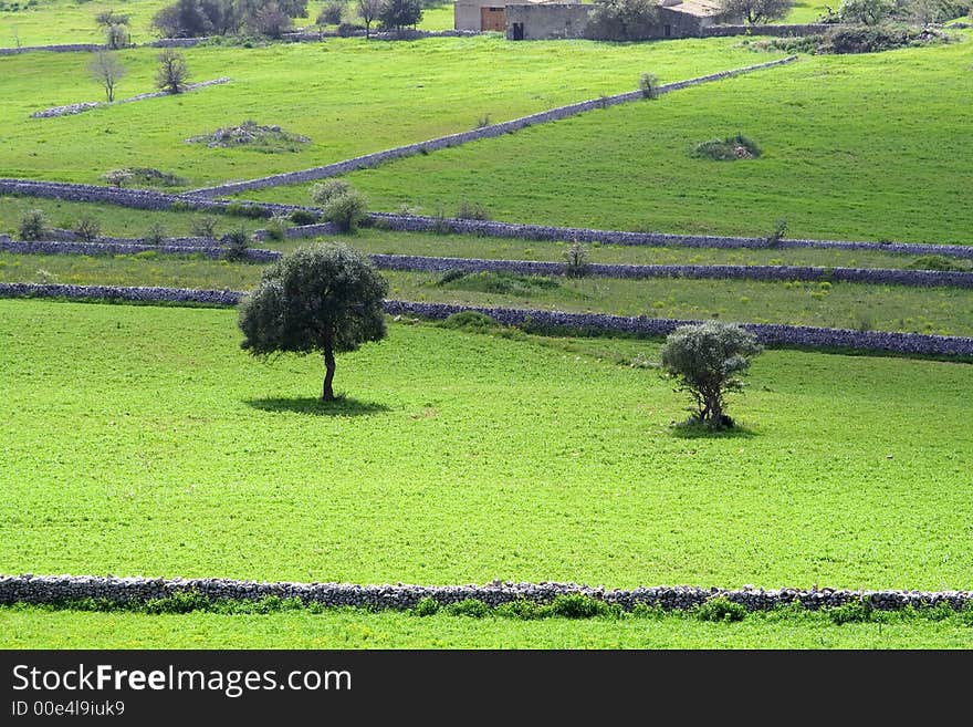 Two isolated tree in the country in the sicilian hinterland. Two isolated tree in the country in the sicilian hinterland