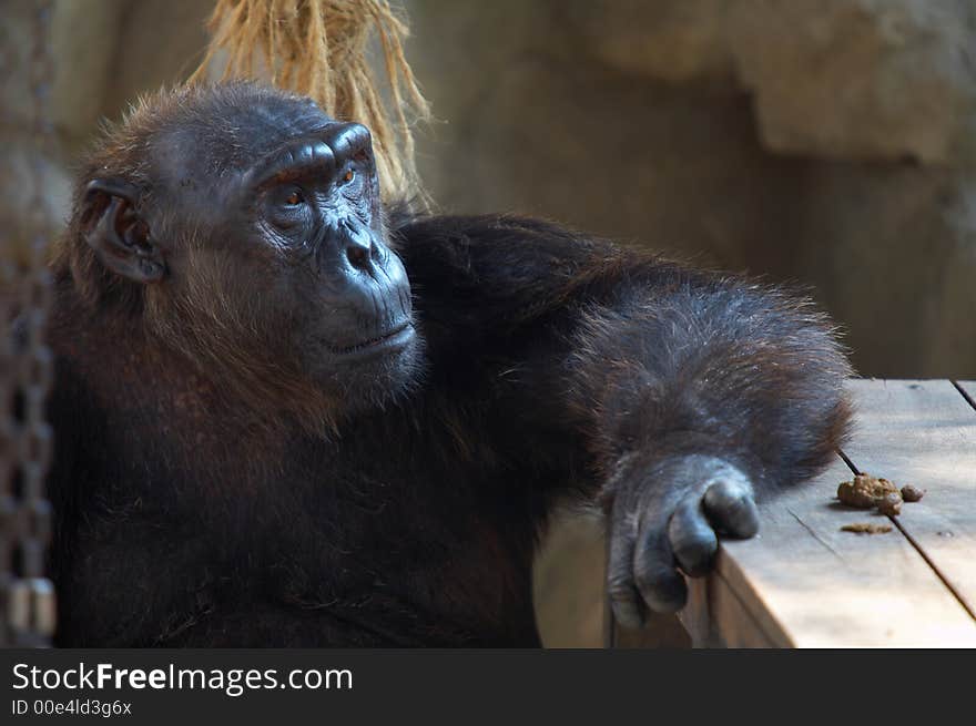 View of big black hairy mature male chimpanzee  in it’s cave. View of big black hairy mature male chimpanzee  in it’s cave