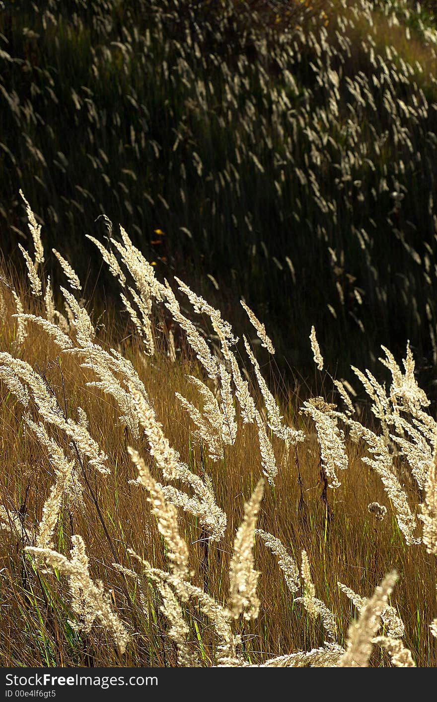 Grassy landscape