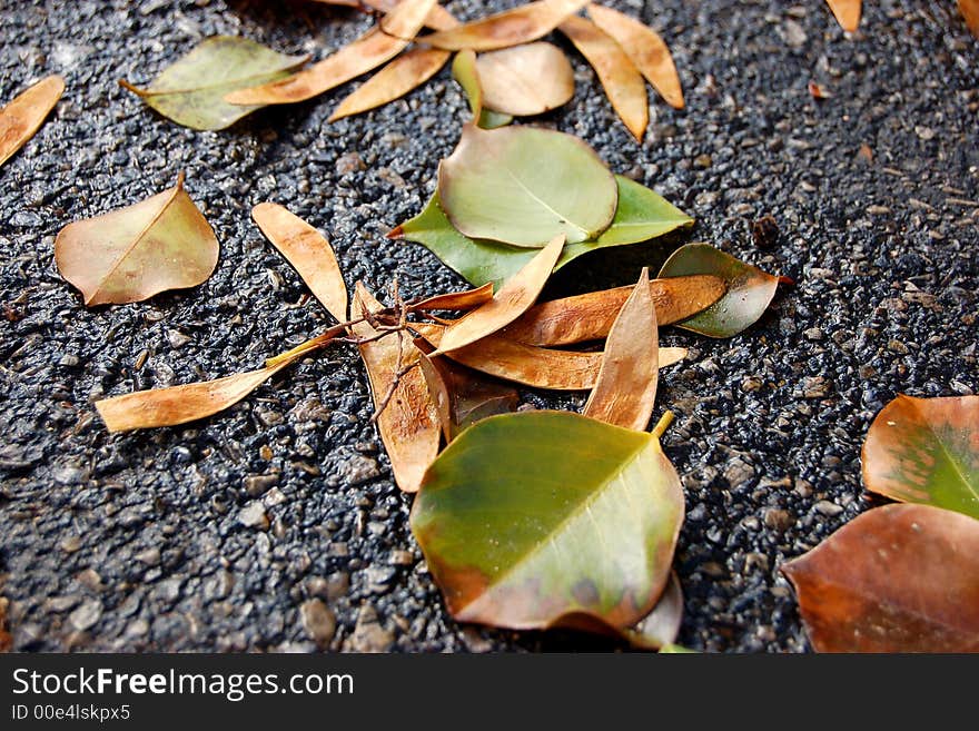 Leaves pictured during autumn time. Leaves pictured during autumn time.