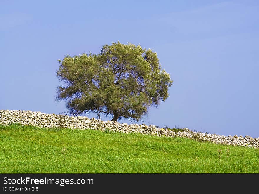 An isolated tree whit a characteristic wall rock in the sicilian hinterland. An isolated tree whit a characteristic wall rock in the sicilian hinterland