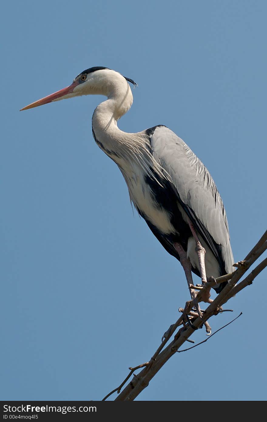 Grey Heron