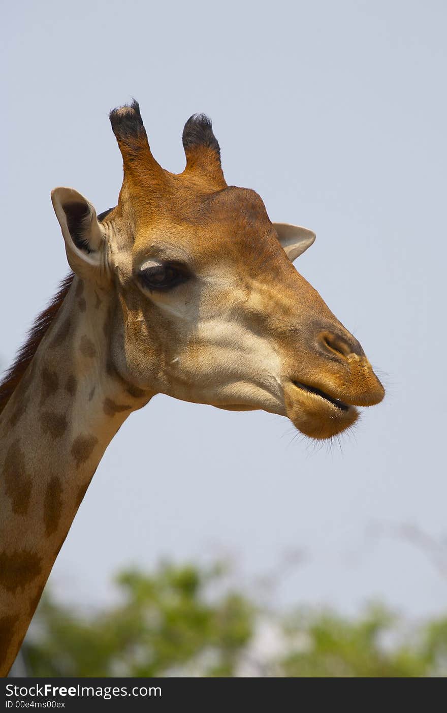 Portrait of nice funny lingneck African giraffe. Portrait of nice funny lingneck African giraffe