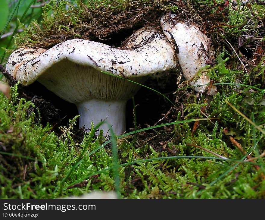 Milk mushroom