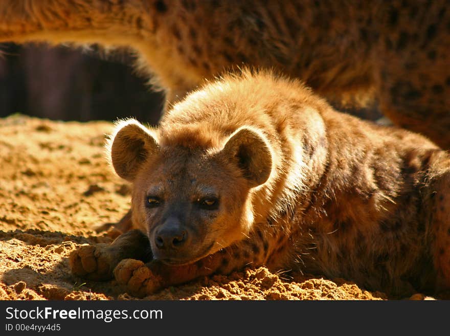 Pointed hyenas taking a sun bath in the dirt