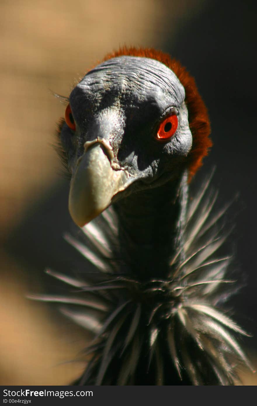 Fine portrait of a red eyed vulture guinea fowl