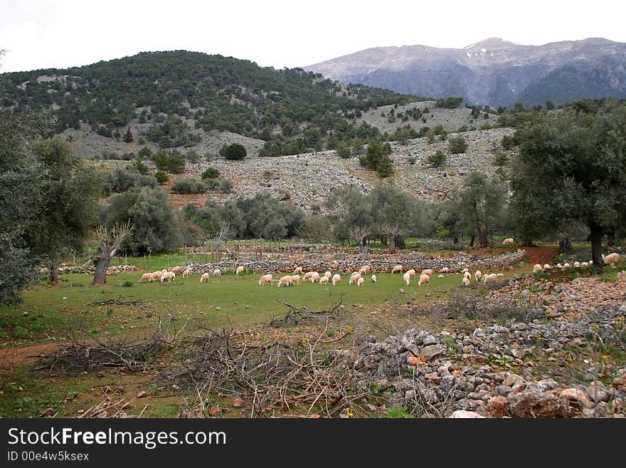 Pasture in mountains, gorge Aradena, Crete