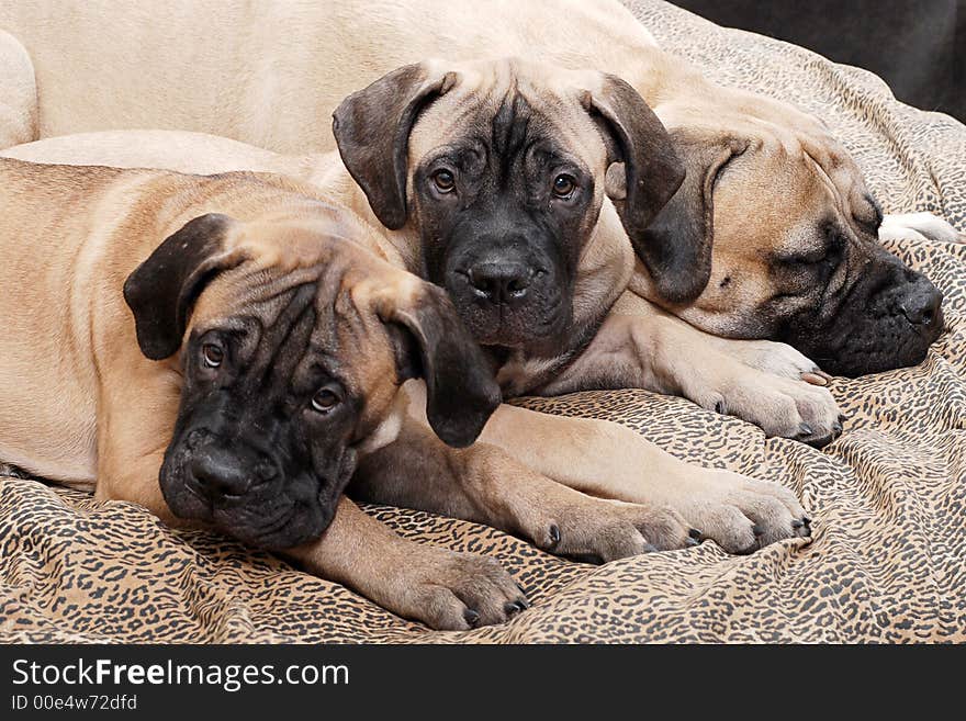 Bullmastiff puppy. Age - four months. Bullmastiff puppy. Age - four months