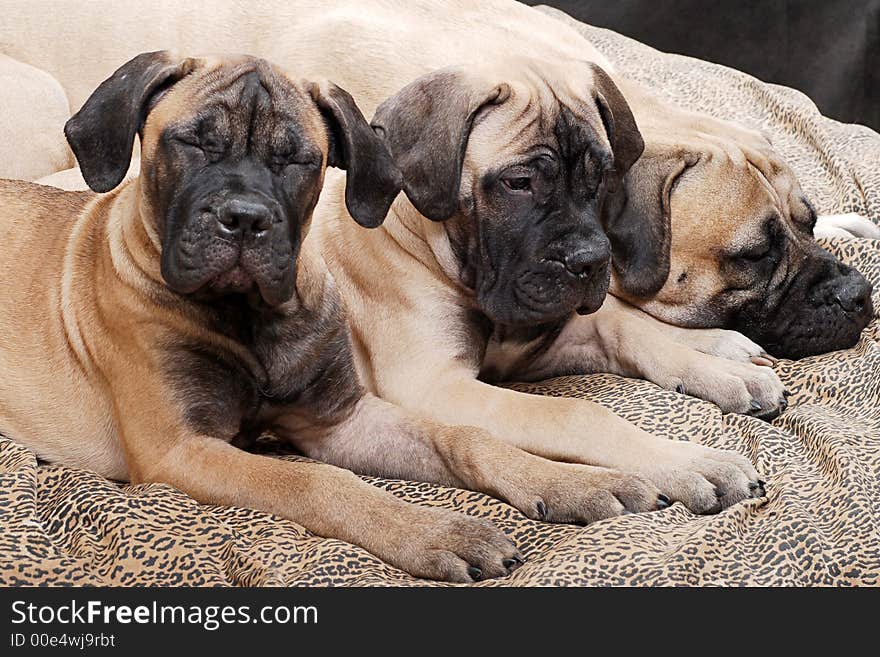 Bullmastiff puppy. Age - four months. Bullmastiff puppy. Age - four months